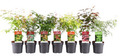 Japansk acer i 15 cm potte